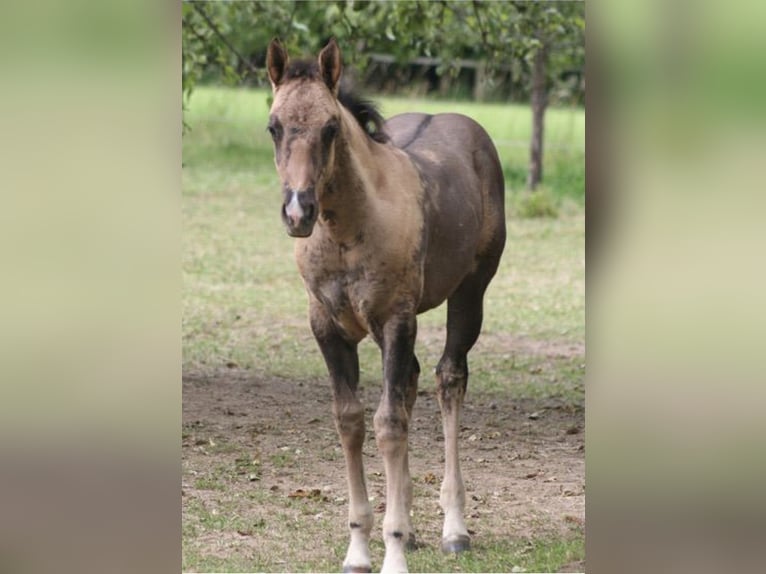American Quarter Horse Wallach 13 Jahre 155 cm Grullo in Hungen