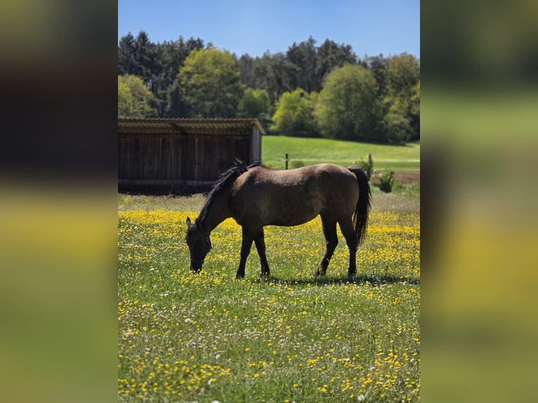 American Quarter Horse Wallach 13 Jahre 155 cm Grullo in Hungen