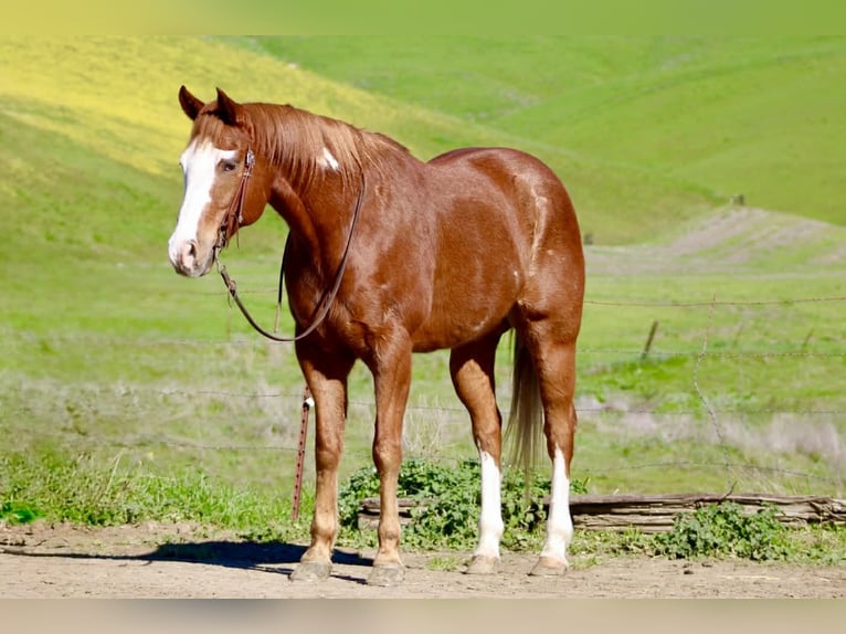 American Quarter Horse Wallach 13 Jahre 155 cm Overo-alle-Farben in Paicines CA