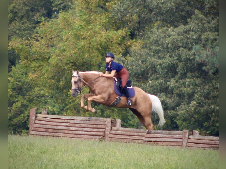 American Quarter Horse Wallach 13 Jahre 155 cm Palomino in Borden