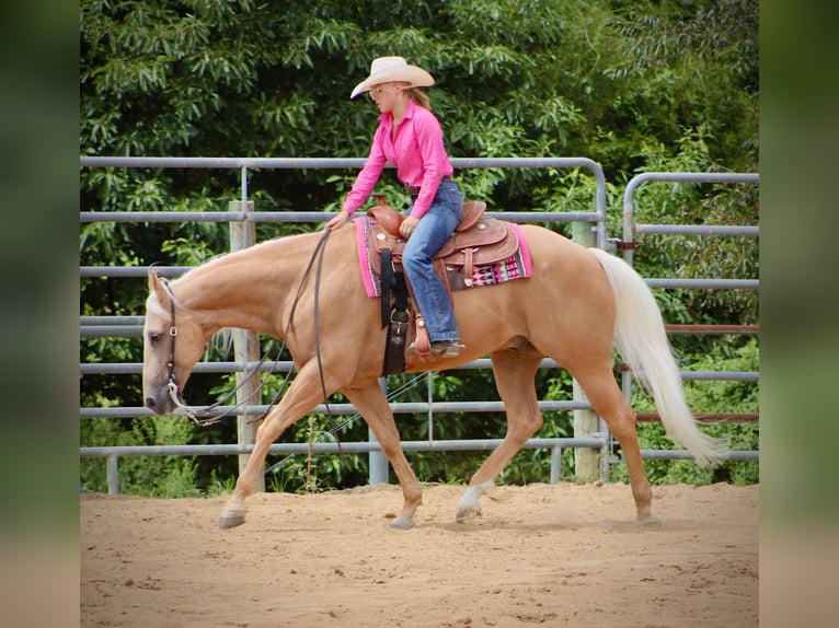 American Quarter Horse Wallach 13 Jahre 155 cm Palomino in Borden