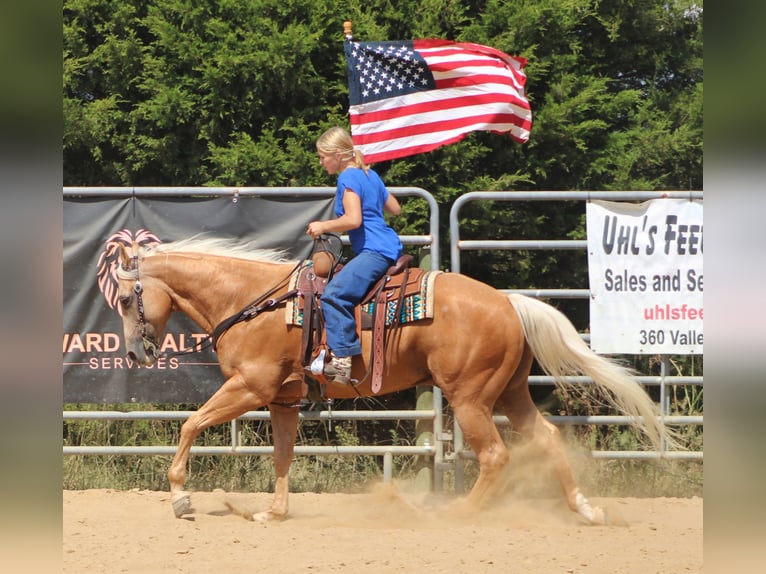 American Quarter Horse Wallach 13 Jahre 155 cm Palomino in Borden