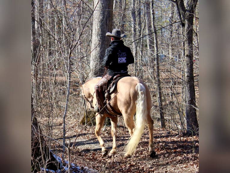 American Quarter Horse Wallach 13 Jahre 155 cm Palomino in Borden