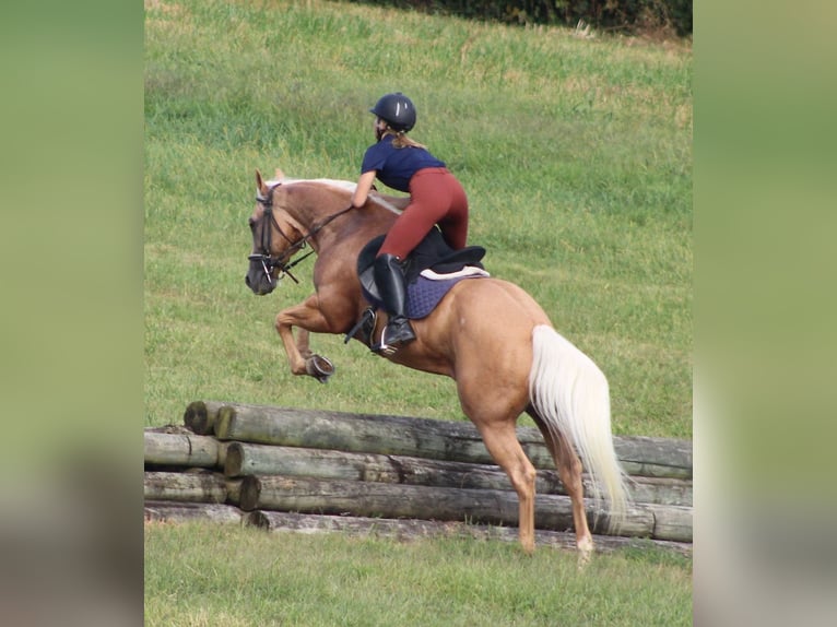 American Quarter Horse Wallach 13 Jahre 155 cm Palomino in Borden