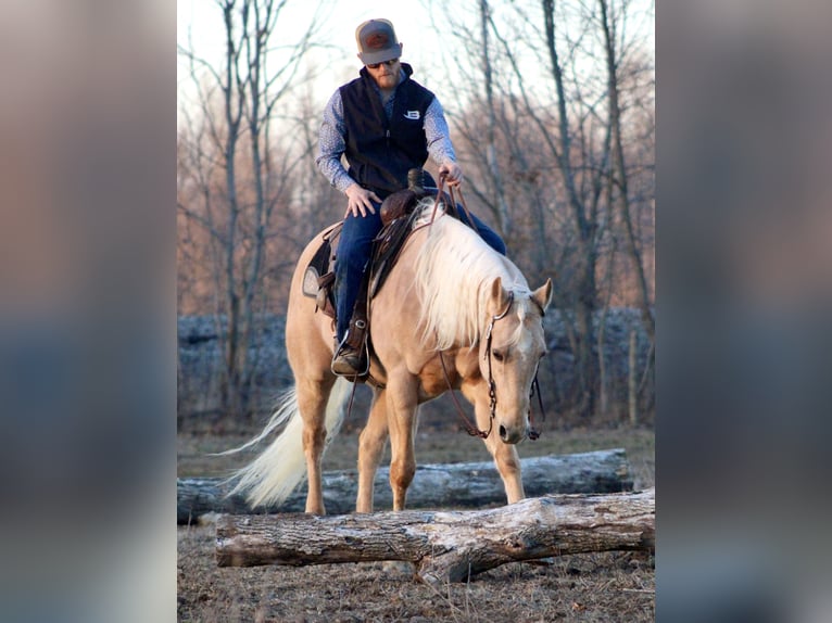 American Quarter Horse Wallach 13 Jahre 155 cm Palomino in Borden
