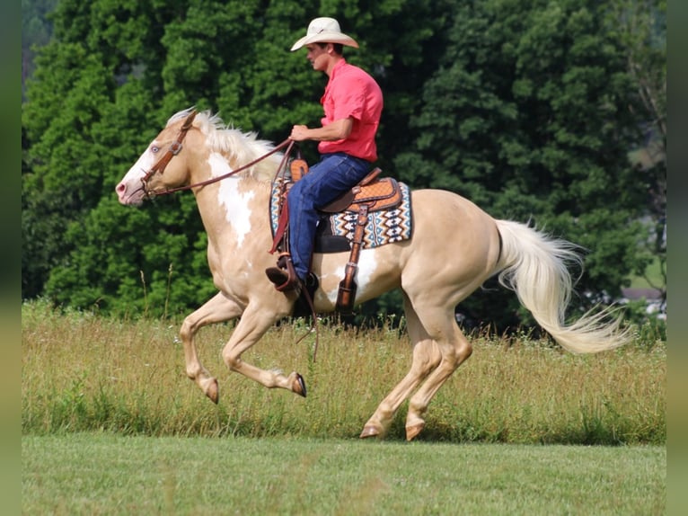American Quarter Horse Wallach 13 Jahre 155 cm Palomino in Brodhead KY