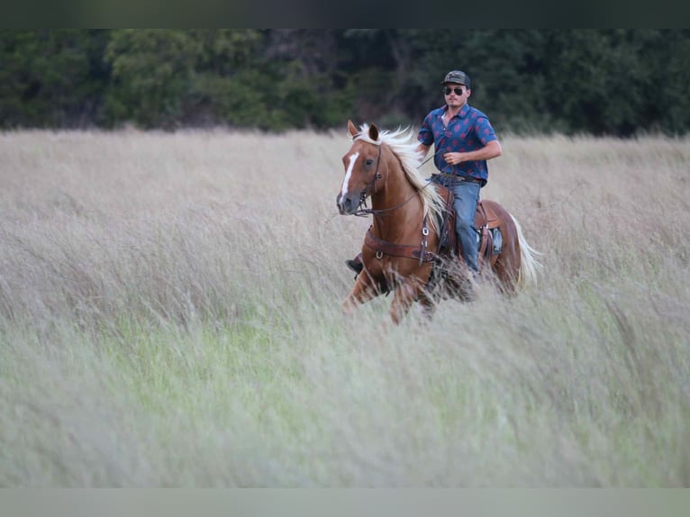 American Quarter Horse Wallach 13 Jahre 155 cm Palomino in lIpan TX