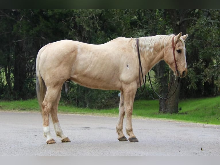 American Quarter Horse Mix Wallach 13 Jahre 155 cm Palomino in Joshua, TX