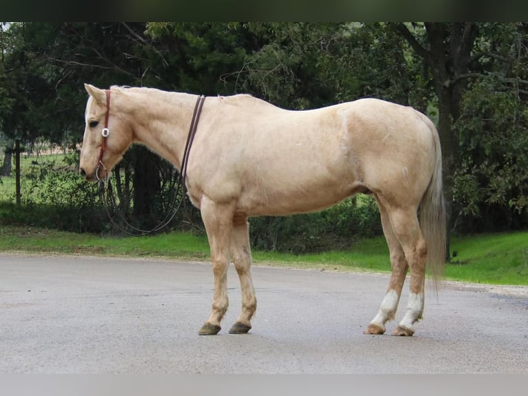 American Quarter Horse Mix Wallach 13 Jahre 155 cm Palomino in Joshua, TX