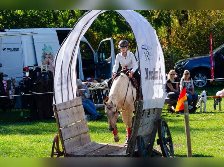 American Quarter Horse Wallach 13 Jahre 155 cm Palomino in Kressbronn am Bodensee