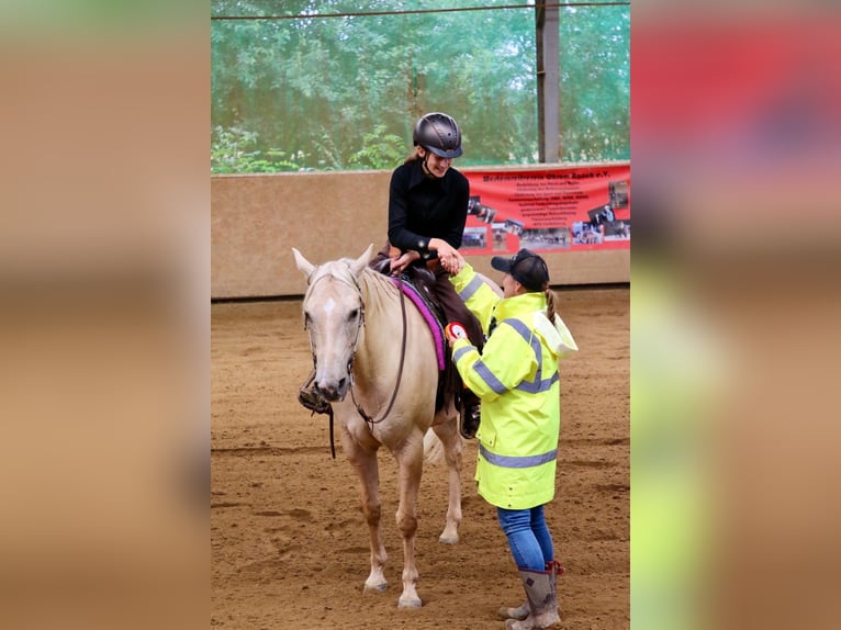 American Quarter Horse Wallach 13 Jahre 155 cm Palomino in Kressbronn am Bodensee