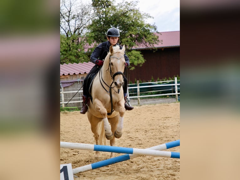 American Quarter Horse Wallach 13 Jahre 155 cm Palomino in Kressbronn am Bodensee