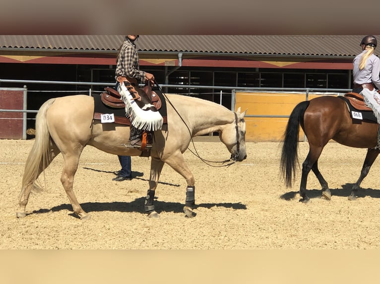 American Quarter Horse Wallach 13 Jahre 155 cm Palomino in Kressbronn am Bodensee