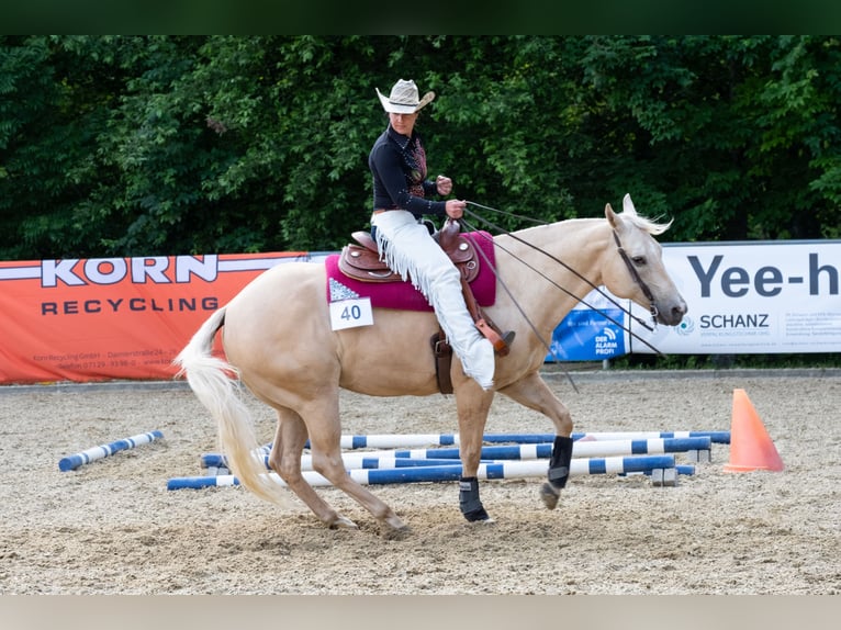 American Quarter Horse Wallach 13 Jahre 155 cm Palomino in Kressbronn am Bodensee