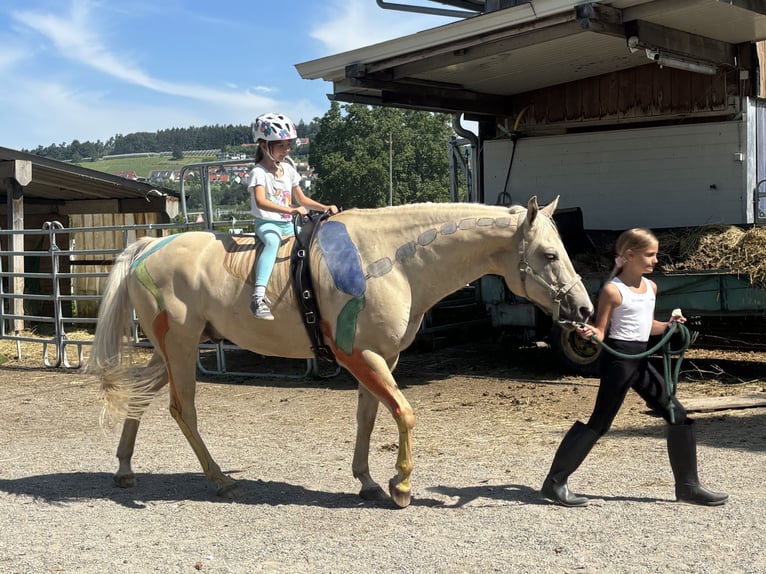American Quarter Horse Wallach 13 Jahre 155 cm Palomino in Kressbronn am Bodensee