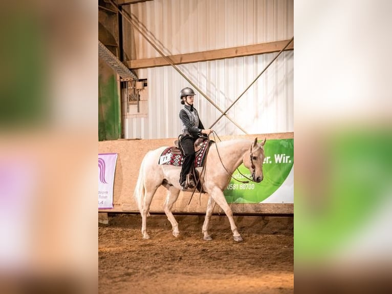 American Quarter Horse Wallach 13 Jahre 155 cm Palomino in Kressbronn am Bodensee