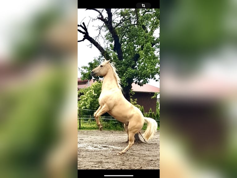 American Quarter Horse Wallach 13 Jahre 155 cm Palomino in Kressbronn am Bodensee