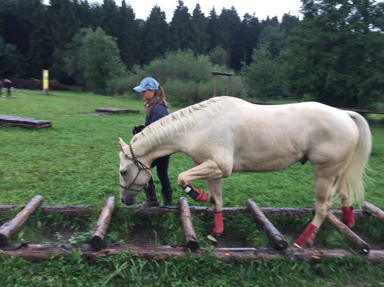 American Quarter Horse Wallach 13 Jahre 155 cm Palomino in Kressbronn am Bodensee