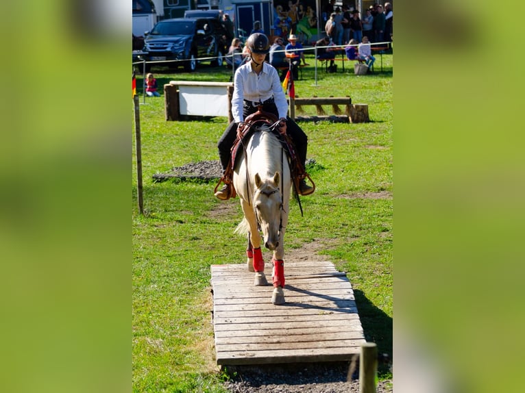 American Quarter Horse Wallach 13 Jahre 155 cm Palomino in Kressbronn am Bodensee