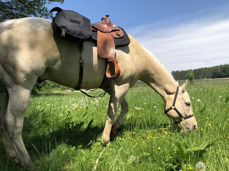 American Quarter Horse Wallach 13 Jahre 155 cm Palomino in Kressbronn am Bodensee