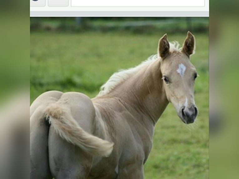 American Quarter Horse Wallach 13 Jahre 155 cm Palomino in Kressbronn am Bodensee
