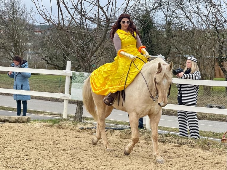 American Quarter Horse Wallach 13 Jahre 155 cm Palomino in Kressbronn am Bodensee