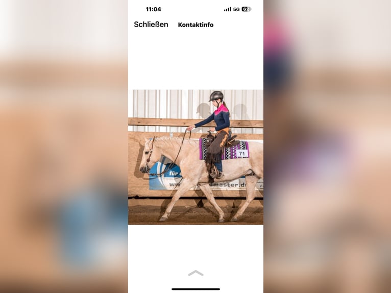 American Quarter Horse Wallach 13 Jahre 155 cm Palomino in Kressbronn am Bodensee