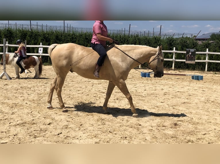 American Quarter Horse Wallach 13 Jahre 155 cm Palomino in Kressbronn am Bodensee