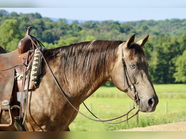 American Quarter Horse Wallach 13 Jahre 155 cm in Beaver Springs, PA