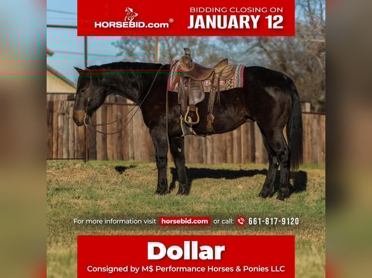 American Quarter Horse Wallach 13 Jahre 155 cm Rappe in Stephenville