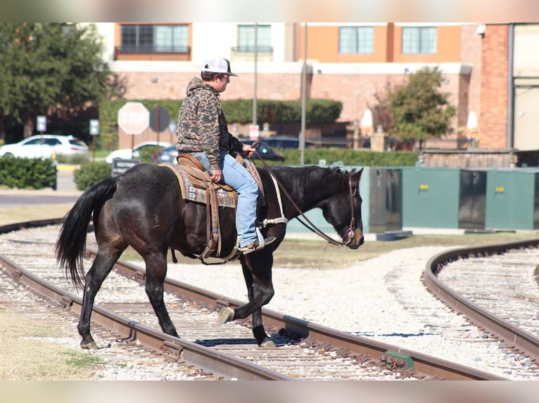 American Quarter Horse Wallach 13 Jahre 155 cm Rappe in Stephenville
