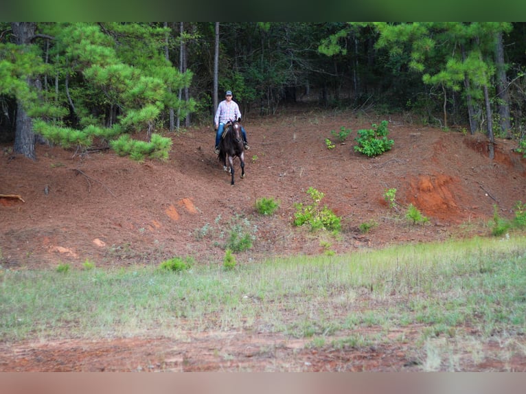 American Quarter Horse Wallach 13 Jahre 155 cm Roan-Bay in RUSK, TX