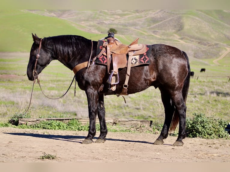 American Quarter Horse Wallach 13 Jahre 155 cm Roan-Blue in Paicines CA