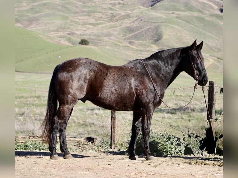 American Quarter Horse Wallach 13 Jahre 155 cm Roan-Blue in Paicines CA
