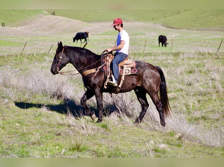 American Quarter Horse Wallach 13 Jahre 155 cm Roan-Blue in Paicines CA