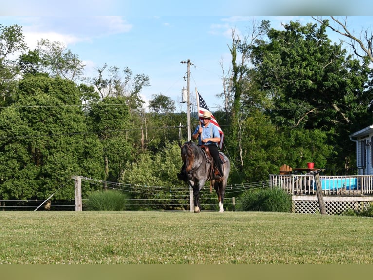 American Quarter Horse Mix Wallach 13 Jahre 155 cm Roan-Blue in Rebersburg, PA