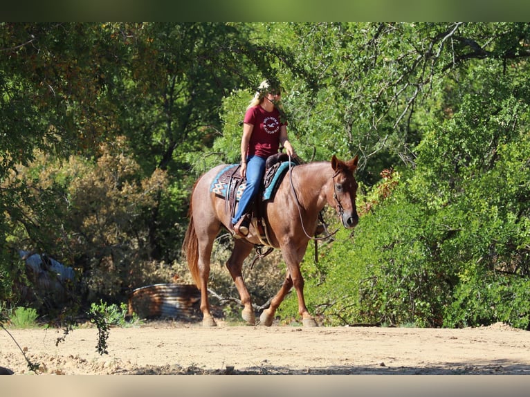 American Quarter Horse Wallach 13 Jahre 155 cm Roan-Red in Graham TX