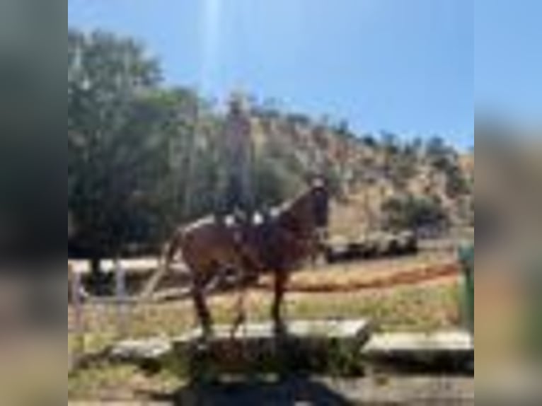 American Quarter Horse Wallach 13 Jahre 155 cm Roan-Red in Paicines CA