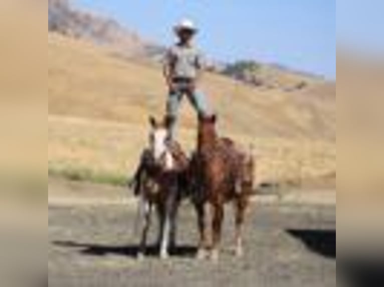 American Quarter Horse Wallach 13 Jahre 155 cm Roan-Red in Paicines CA