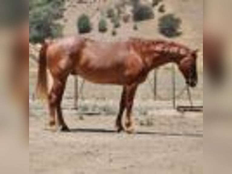 American Quarter Horse Wallach 13 Jahre 155 cm Roan-Red in Paicines CA
