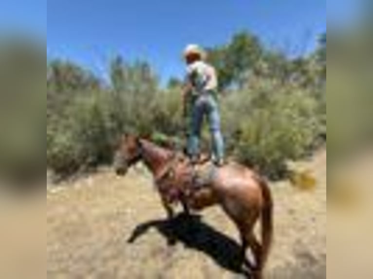 American Quarter Horse Wallach 13 Jahre 155 cm Roan-Red in Paicines CA