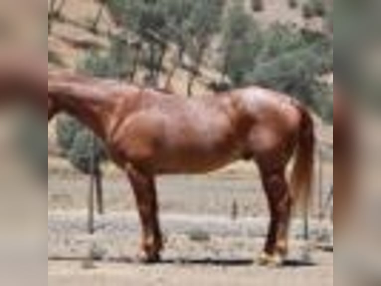 American Quarter Horse Wallach 13 Jahre 155 cm Roan-Red in Paicines CA