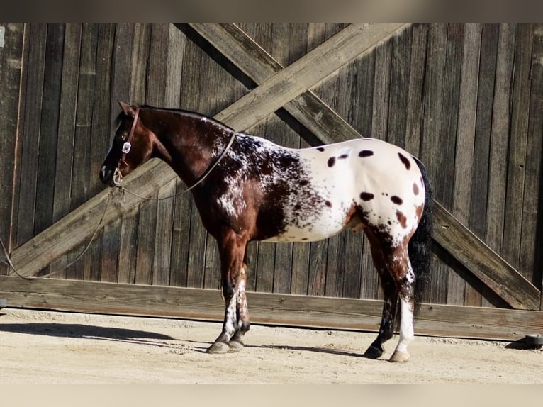 American Quarter Horse Wallach 13 Jahre 155 cm Rotbrauner in Paicines CA