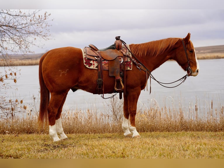 American Quarter Horse Wallach 13 Jahre 155 cm Rotfuchs in Valley Springs, SD