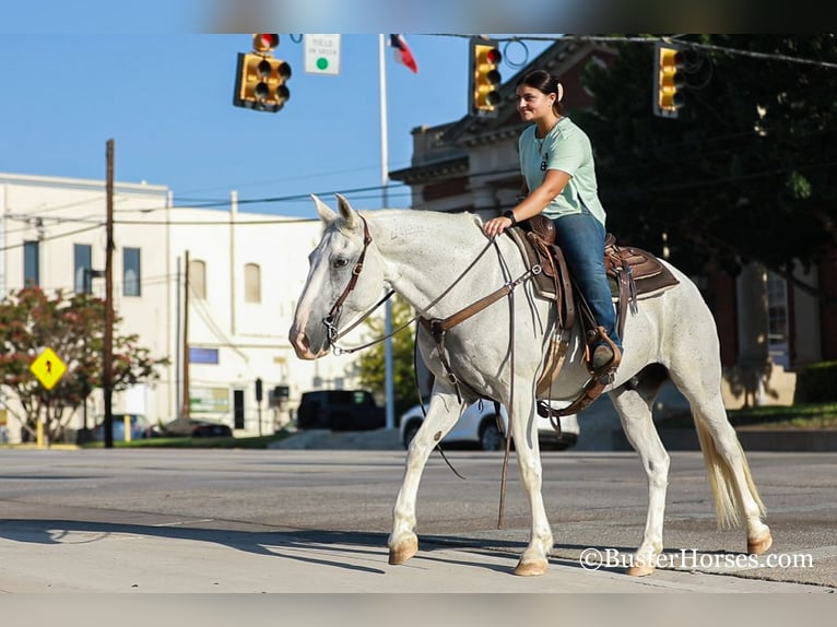 American Quarter Horse Wallach 13 Jahre 155 cm Schimmel in Weatherford, TX