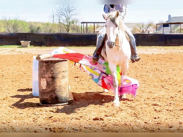 American Quarter Horse Wallach 13 Jahre 157 cm Apfelschimmel in Bluff Dale, TX