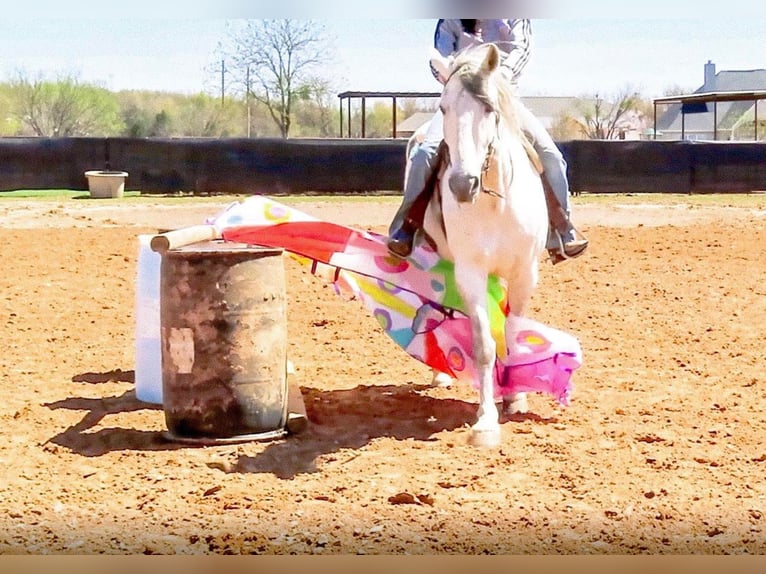 American Quarter Horse Wallach 13 Jahre 157 cm Apfelschimmel in Bluff Dale, TX