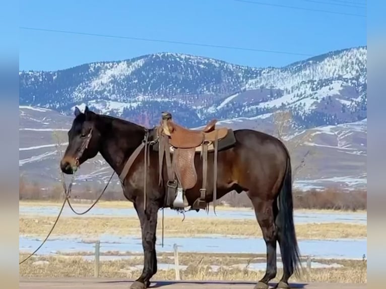 American Quarter Horse Wallach 13 Jahre 157 cm Brauner in Drummond, MT