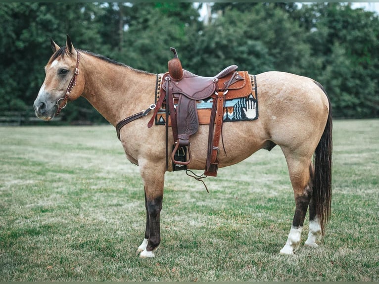 American Quarter Horse Mix Wallach 13 Jahre 157 cm Buckskin in Allentown