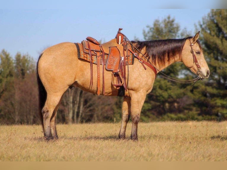 American Quarter Horse Wallach 13 Jahre 157 cm Buckskin in Clarion